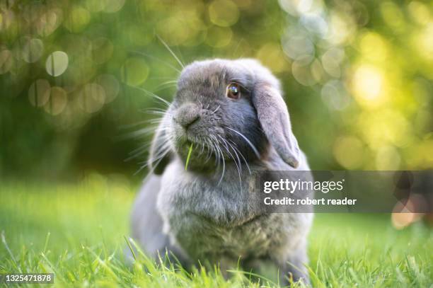 mini lop eared rabbit - coniglio foto e immagini stock