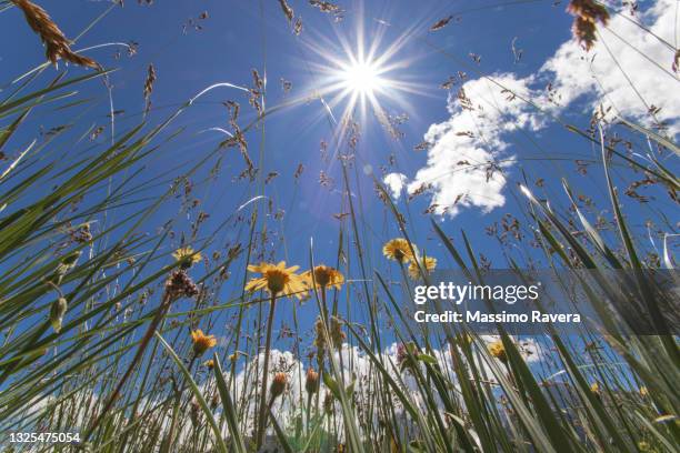 yellow wildflowers pointing toward the sky - arnica montana. - arnica foto e immagini stock