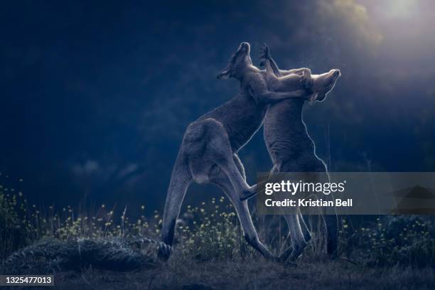 two young male eastern grey kangaroos (macropus giganteus) boxing and fighting at first light - chemical process icon stock pictures, royalty-free photos & images