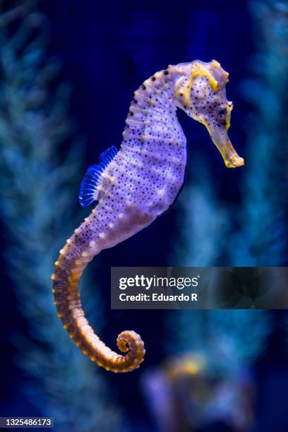 seahorse - seepferd stock-fotos und bilder