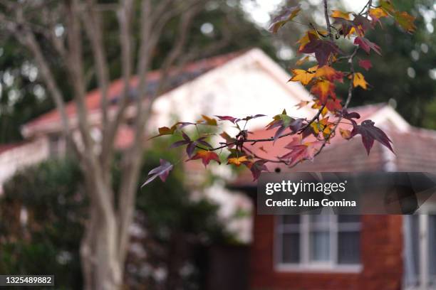 Oriental Sweet Gum Leaves in autumn