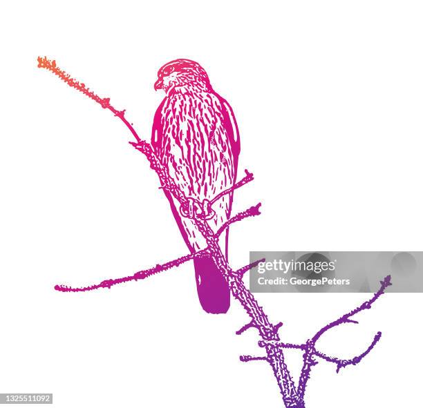 merlin falcon perched on a pine branch - kestrel stock illustrations