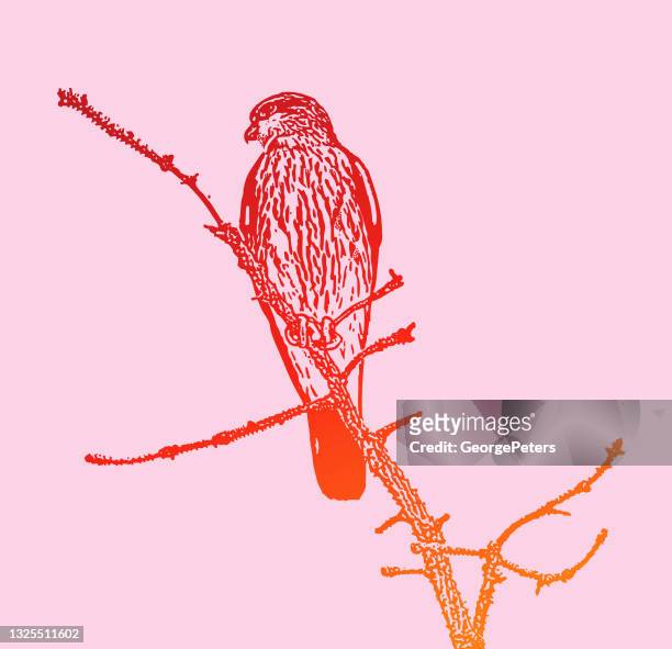 merlin falcon perched on a pine branch - falcons stock illustrations