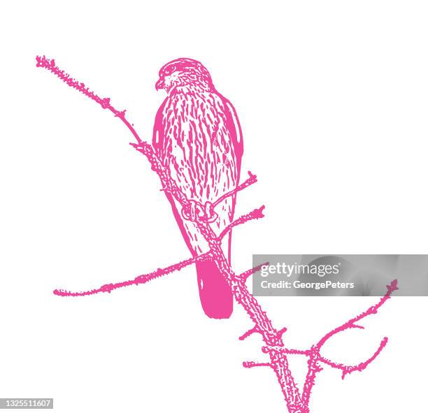 merlin falcon perched on a pine branch - sparrowhawk stock illustrations