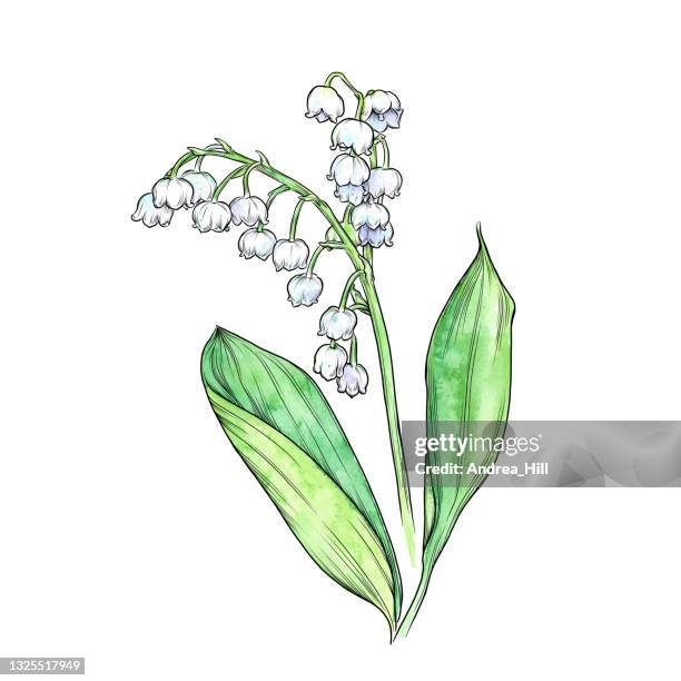 ilustrações de stock, clip art, desenhos animados e ícones de lily of the valley watercolor and ink vector illustration - lily of the valley