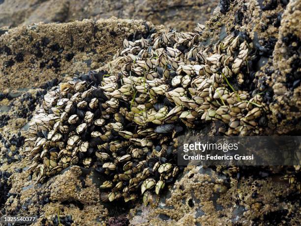 goose barnacles or stalked barnacles or percebes (pedunculata) on the cliffs at praia das catedrais or playa de las catedrales, foz - barnacle fotografías e imágenes de stock