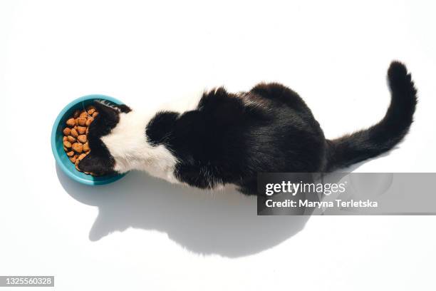 top view of how the cat eats food from a bowl. - domestic cat isolated stock pictures, royalty-free photos & images