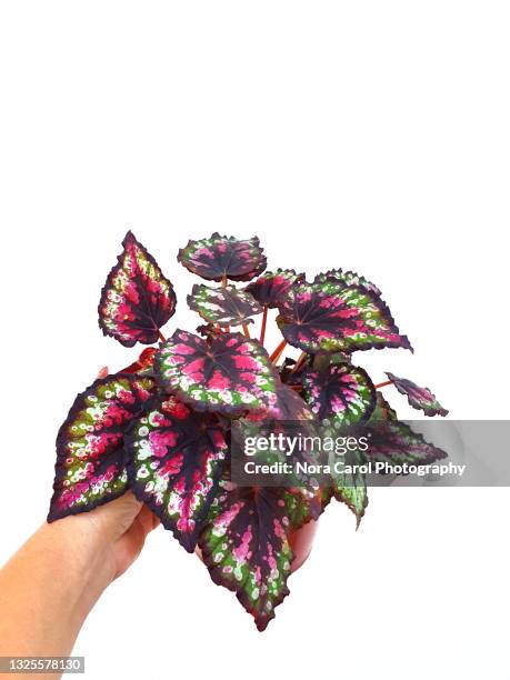 hand holding begonia rex-cultorum salsa on white background - schiefblattgewächse stock-fotos und bilder