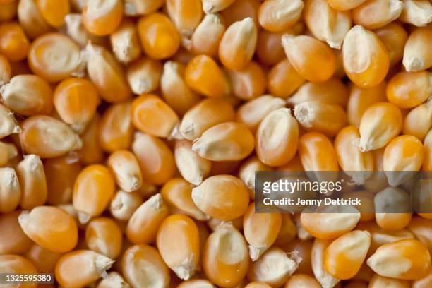 popcorn kernels - corn kernel imagens e fotografias de stock
