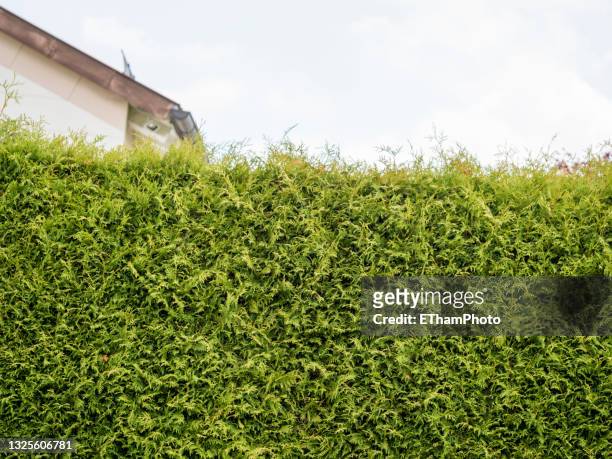 thuja hedge separating neighboring garden estate - mittelstand stock-fotos und bilder