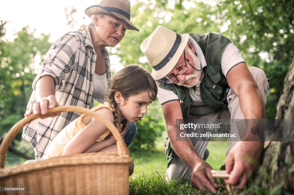 Grandparents and granddaughter collecting mushrooms