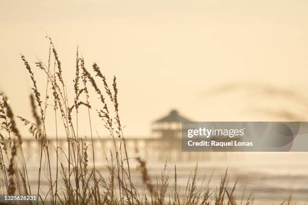 beach grass with defocused pier in distance - charleston carolina do sul imagens e fotografias de stock