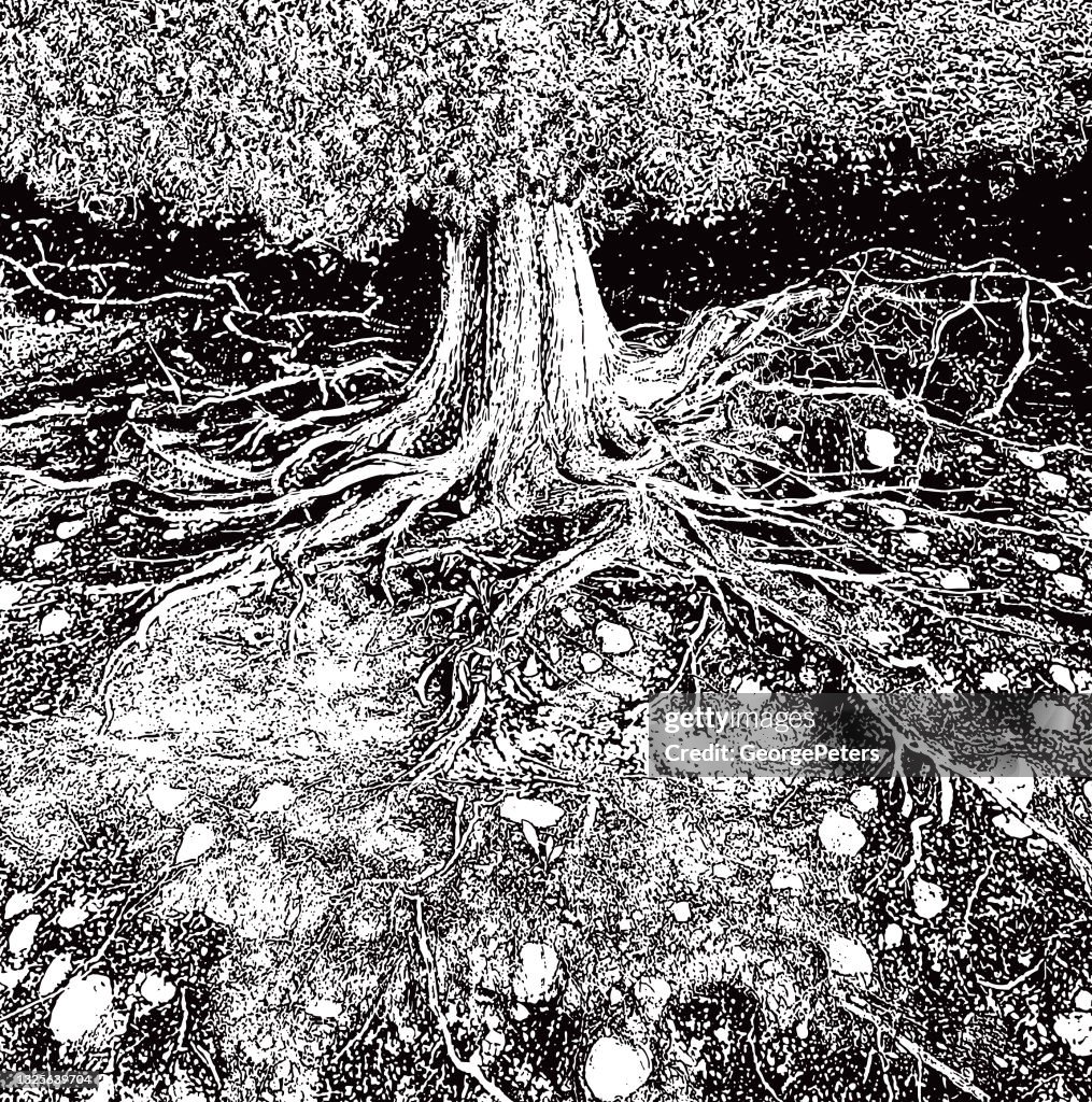 Dry tree roots vector illustration