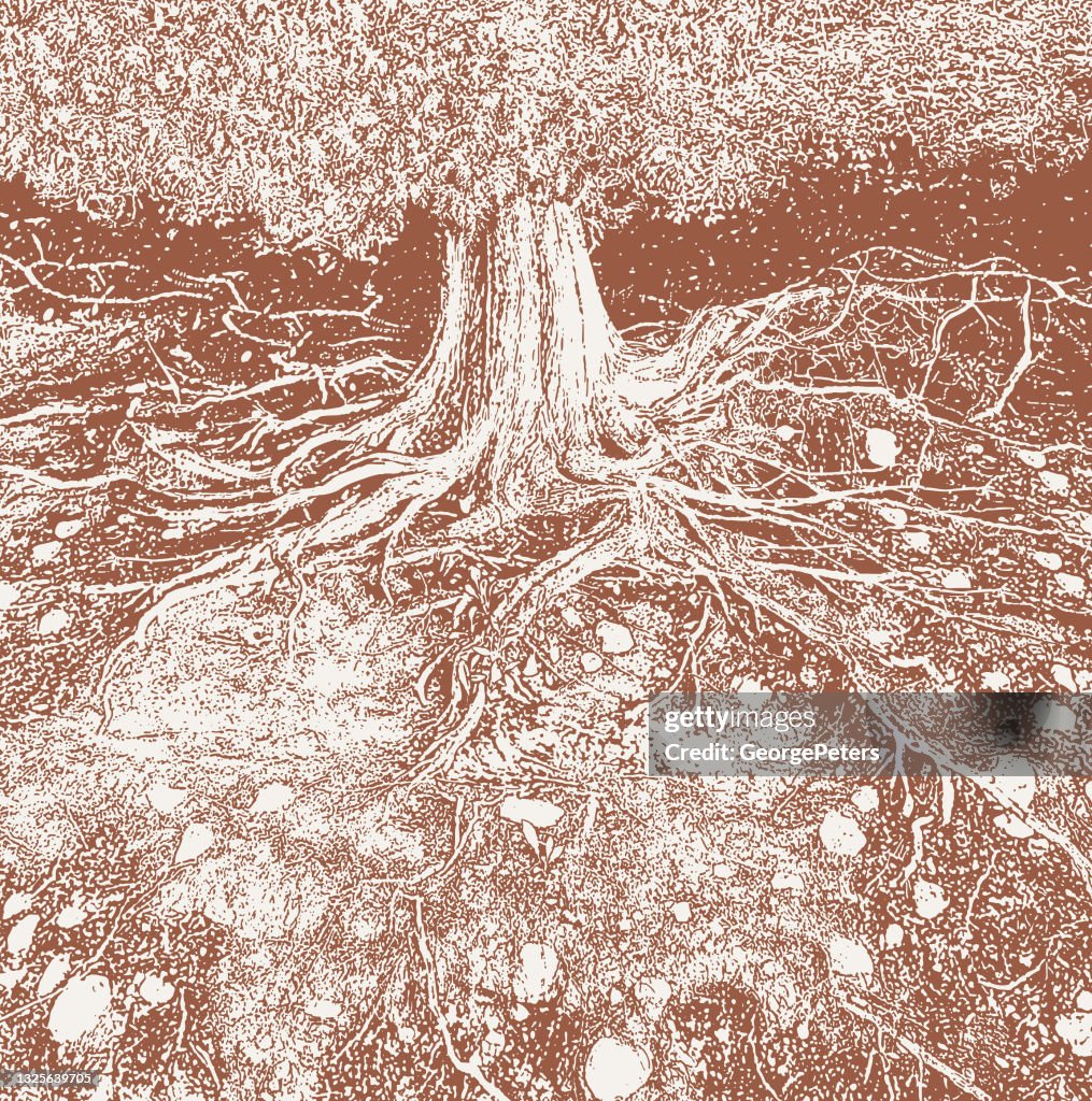 Dry tree roots vector illustration