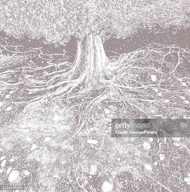 stockillustraties, clipart, cartoons en iconen met dry tree roots vector illustration - cedar tree