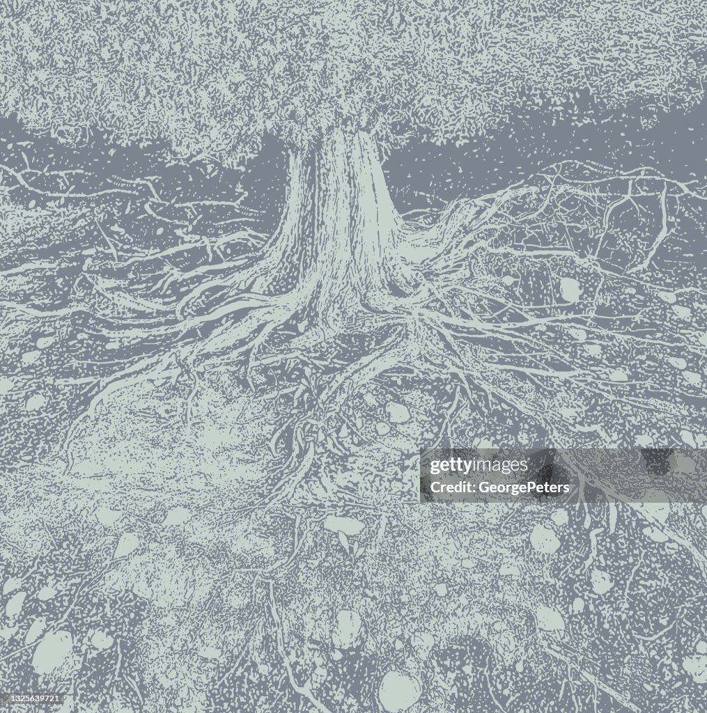Dry tree roots vector illustration