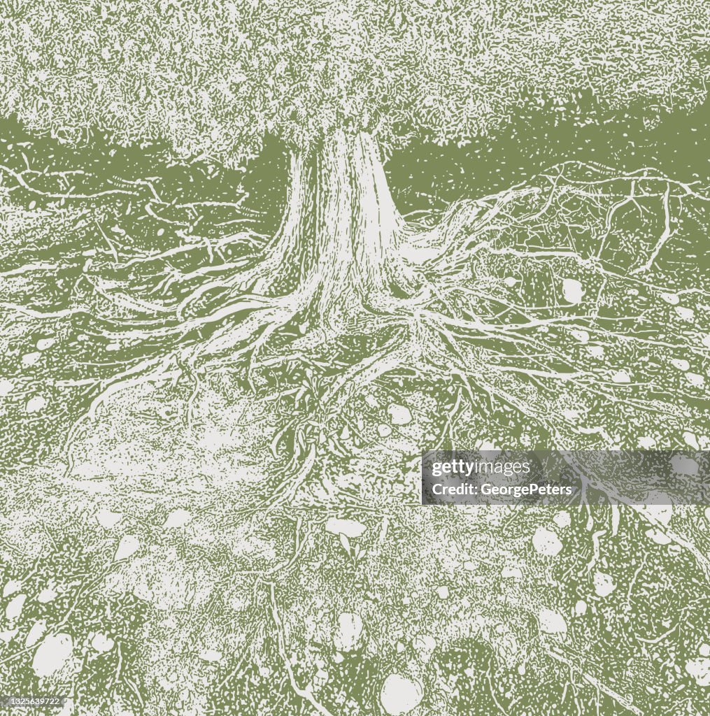 Dry tree roots vector illustration