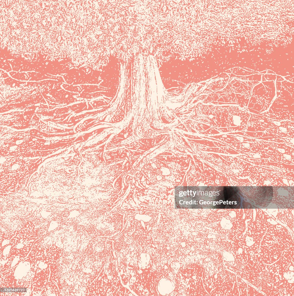Dry tree roots vector illustration