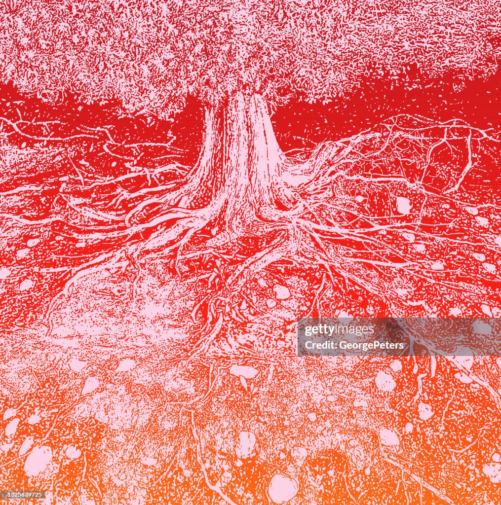Dry tree roots vector illustration
