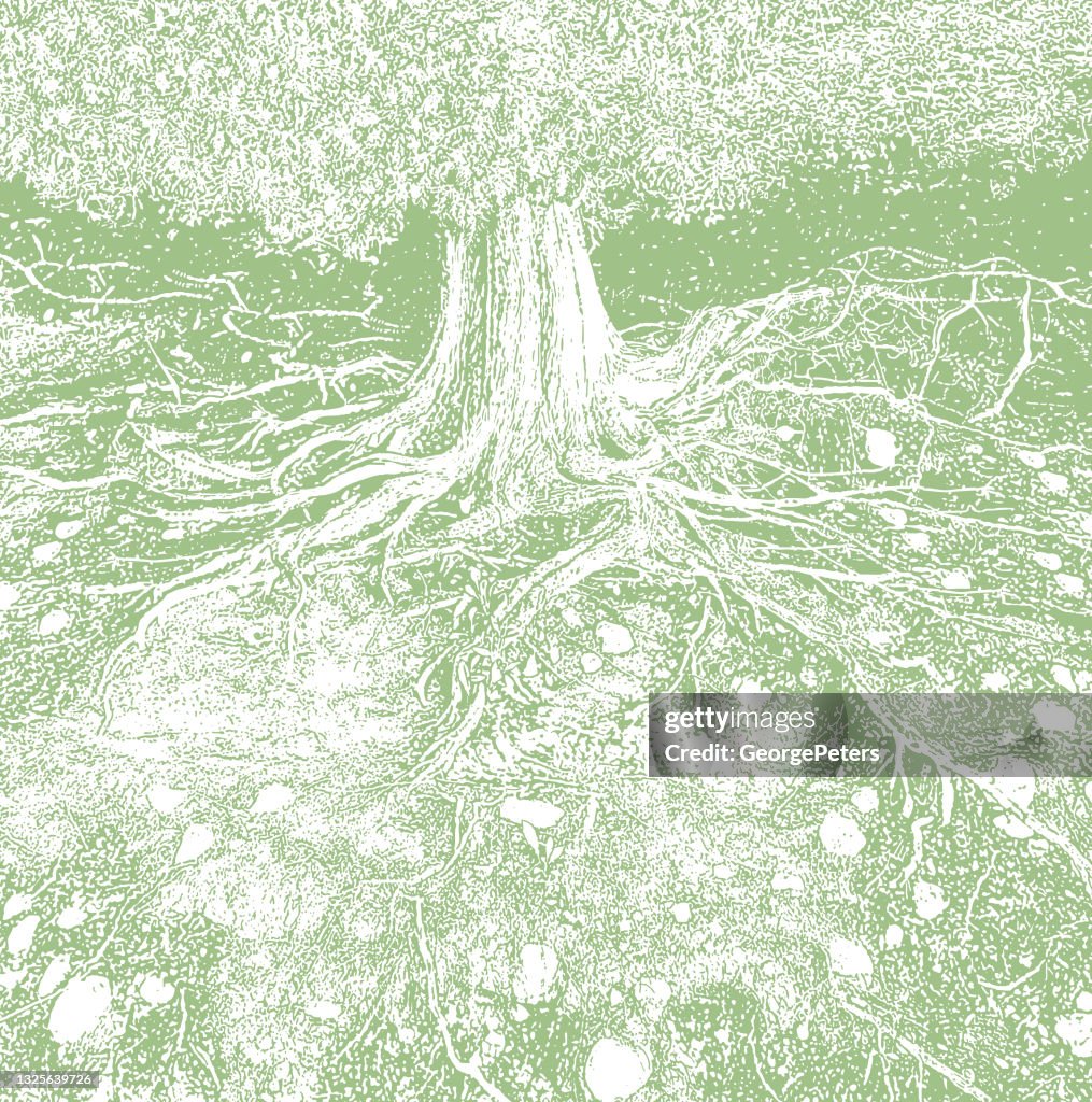 Dry tree roots vector illustration