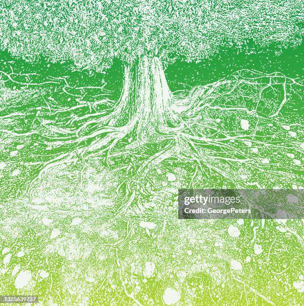 stockillustraties, clipart, cartoons en iconen met dry tree roots vector illustration - cedar tree