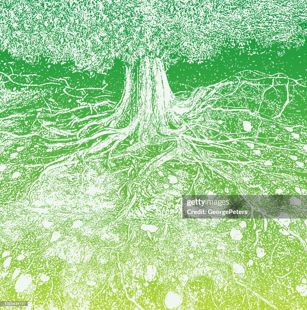 Dry tree roots vector illustration