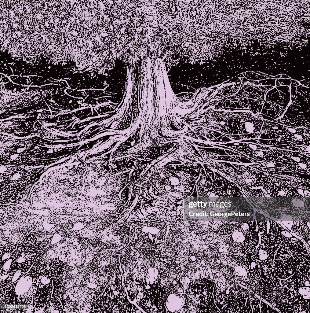 Dry tree roots vector illustration