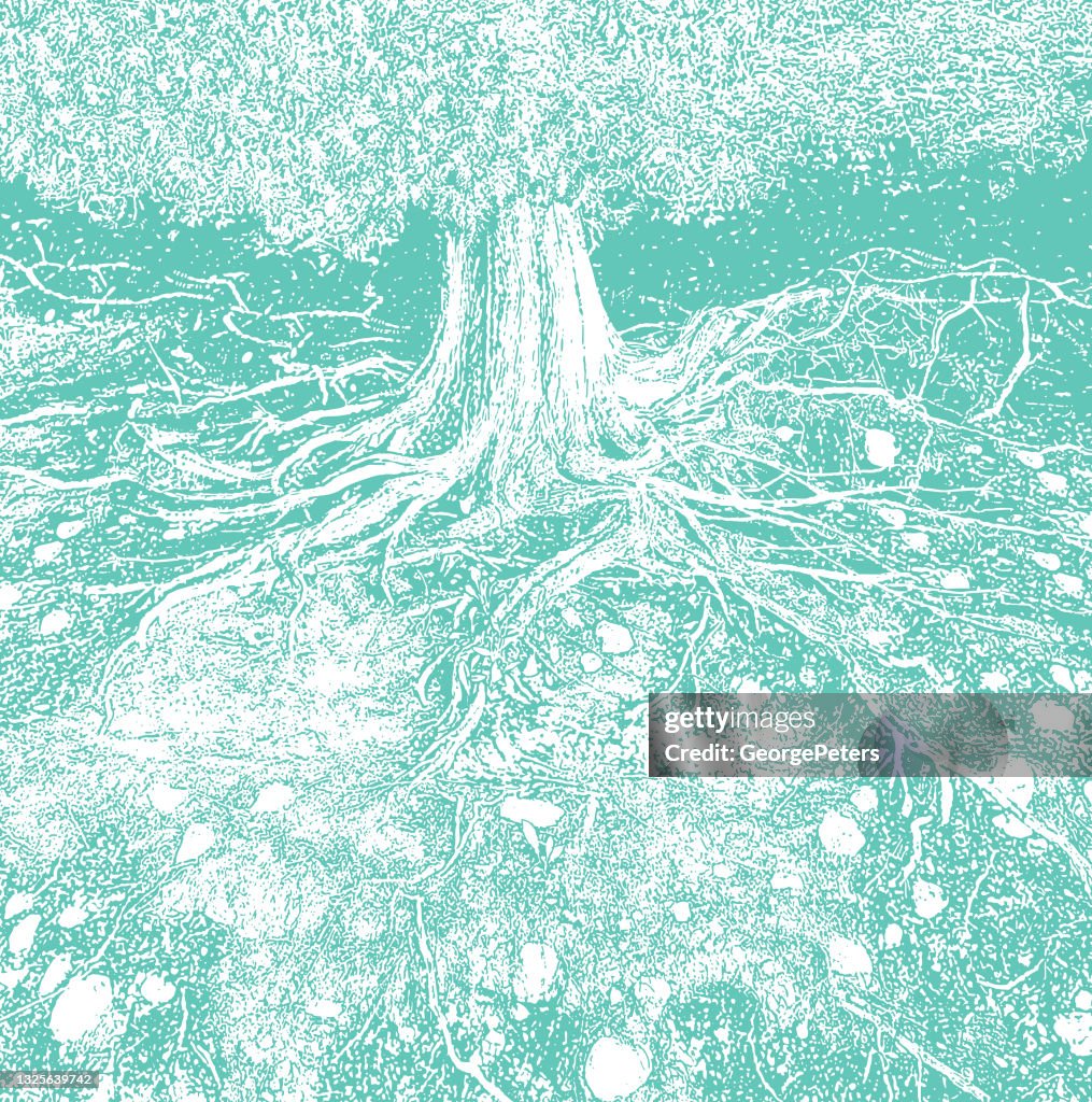 Dry tree roots vector illustration
