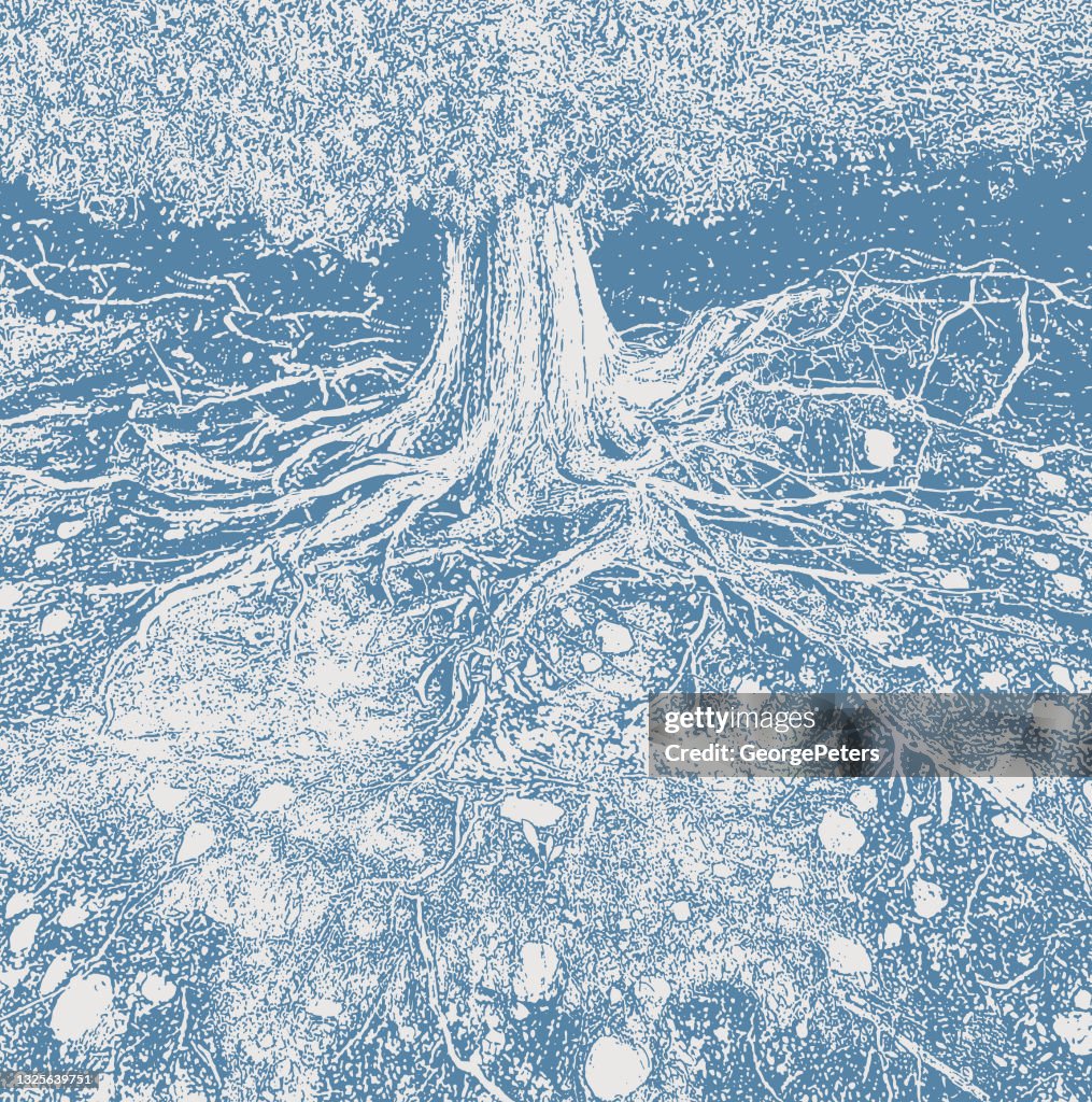 Dry tree roots vector illustration