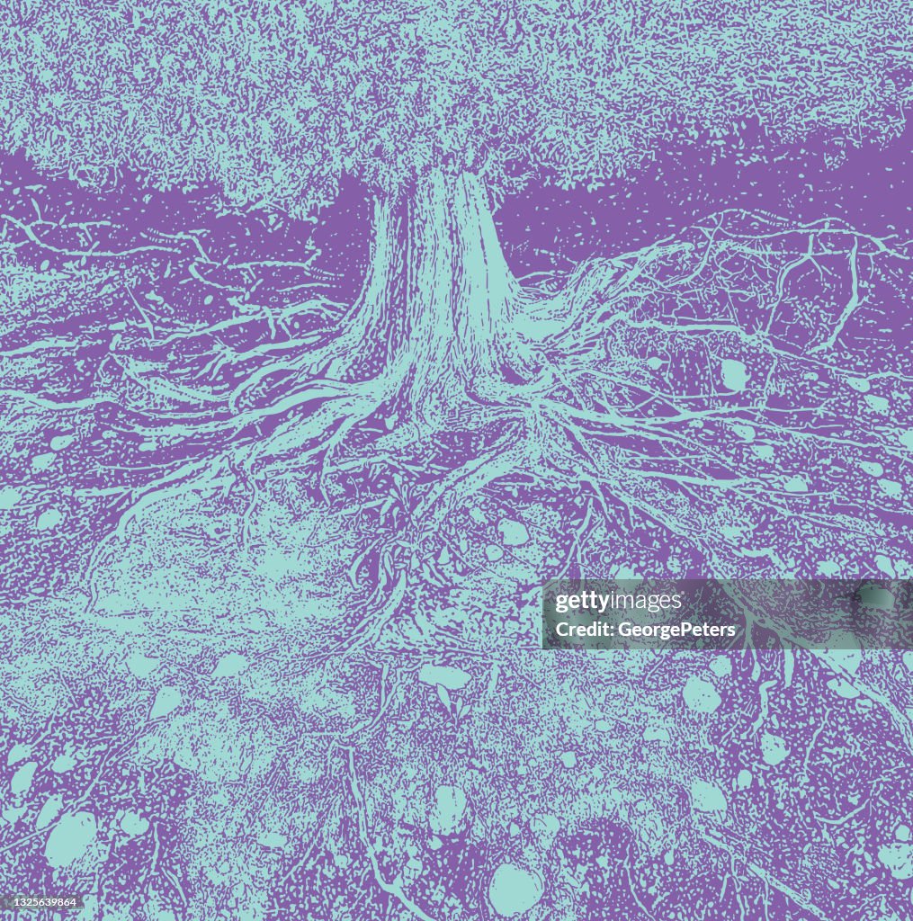 Dry tree roots vector illustration