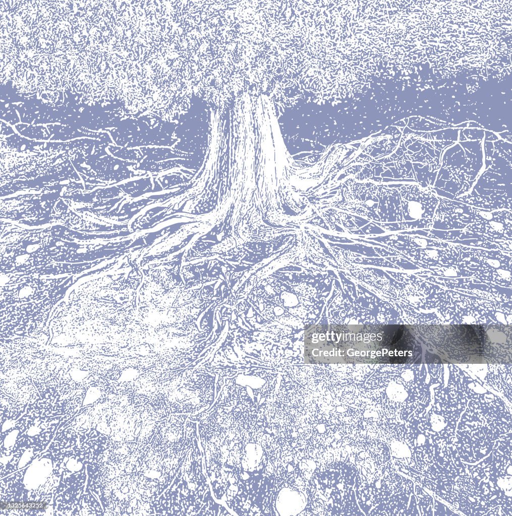 Dry tree roots vector illustration