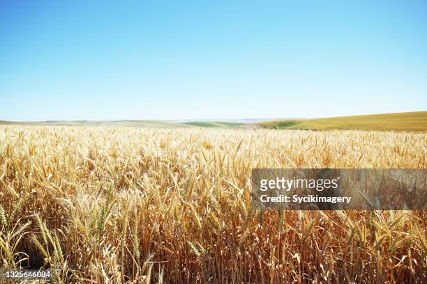 wheat crop - agricultural field stock pictures, royalty-free photos & images