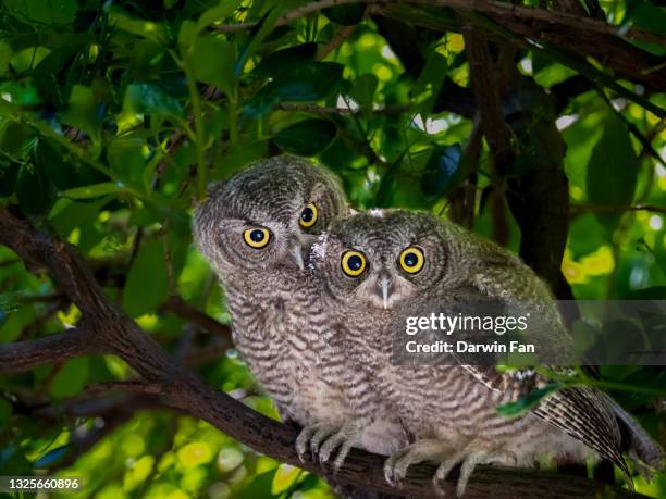 pair of western screech owl - assiolo americano foto e immagini stock