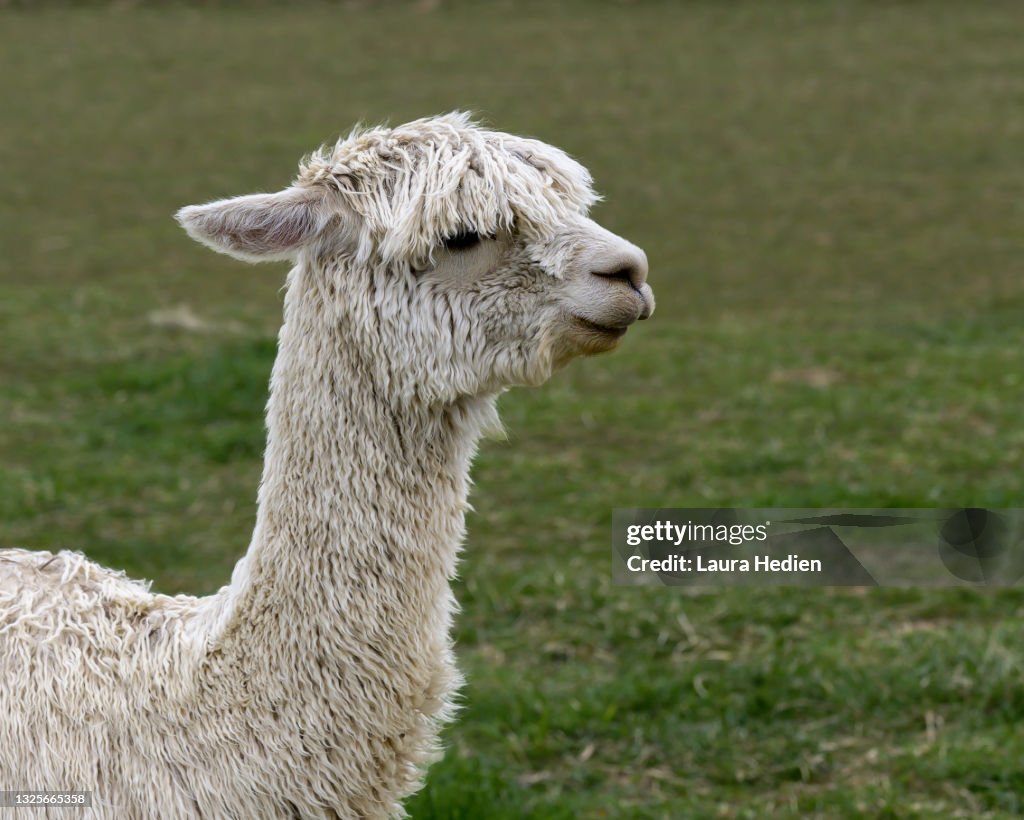 Alpaca profile pics