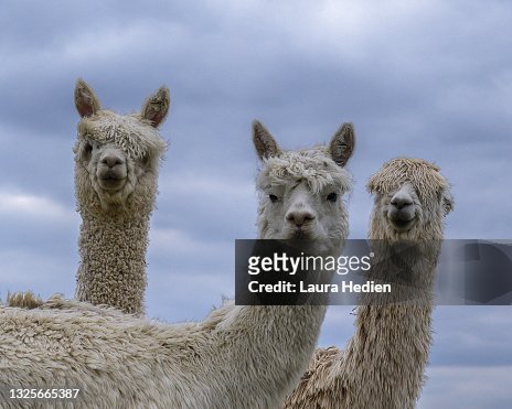382 Funny Alpaca Photos and Premium High Res Pictures - Getty Images