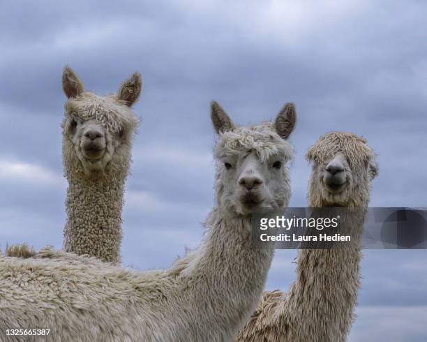 alpaca profile pics - alpaca stock pictures, royalty-free photos & images