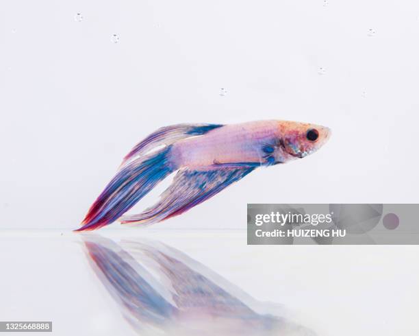 colourful betta fish siamese fighting fish in movement - tail fin bildbanksfoton och bilder