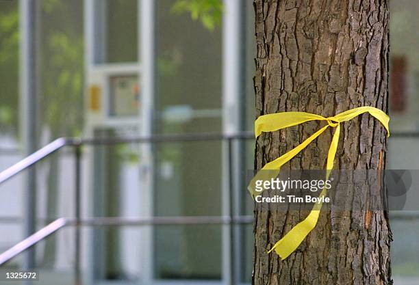 Yellow ribbon is placed around a tree near the apartment building where Tionda and her younger sister Diamond Bradley live July 12, 2001 in Chicago,...
