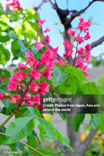 red horse-chestnut flower / aesculus x carnea - picture of a buckeye tree - fotografias e filmes do acervo