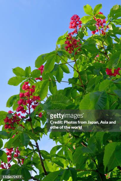 red horse-chestnut flower / aesculus x carnea - picture of a buckeye tree - fotografias e filmes do acervo