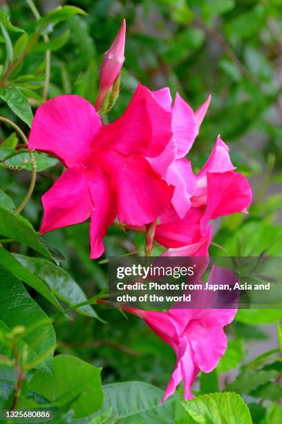 mandevilla / rock trumpet flower - mandevilla stock pictures, royalty-free photos & images