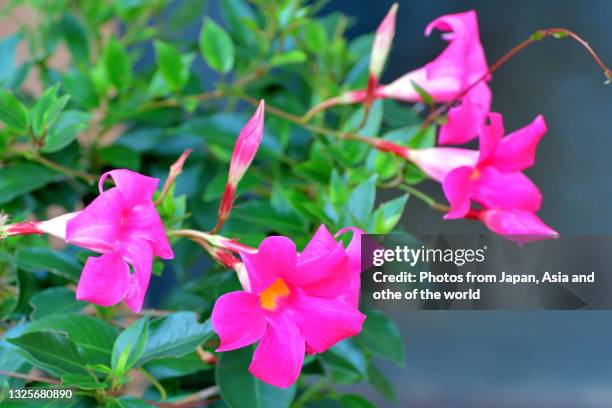 mandevilla / rock trumpet flower - mandevilla stock pictures, royalty-free photos & images