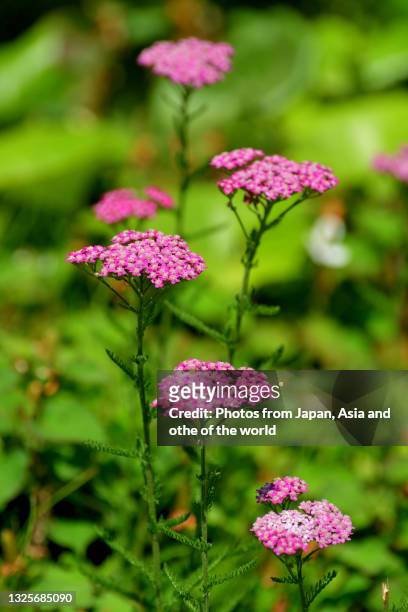 151 Pink Yarrow Stock Photos, High-Res Pictures, and Images