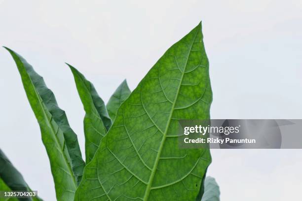 tobacco field - tobacco growing stock pictures, royalty-free photos & images