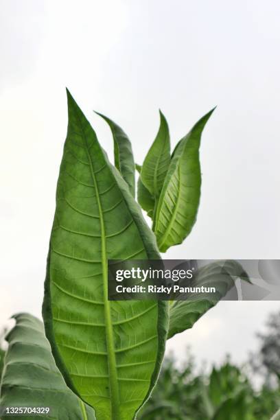 close-up of tobacco leaves - cultivo-de-tabaco fotografías e imágenes de stock