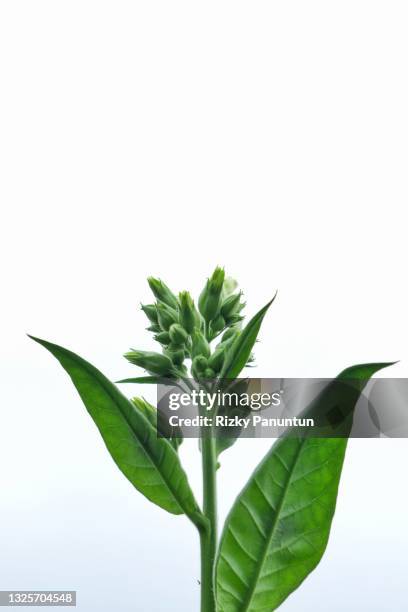 close-up of tobacco plant flower - tobacco product foto e immagini stock