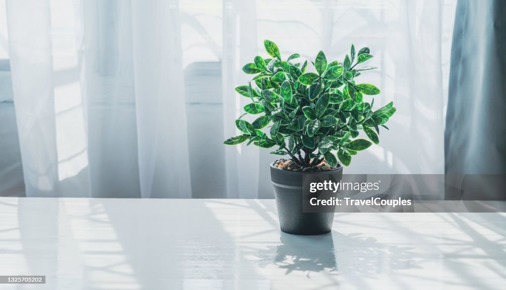 Potted plants on window. Houseplants in pots on windowsill. Home decor concept. Modern houseplants with white curtain. Minimal creative home decor concept.