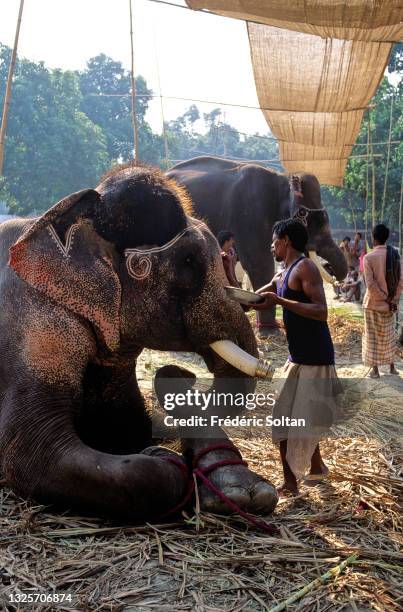 140 Sonpur Fair Photos and Premium High Res Pictures - Getty Images 140 Sonpur Fair Photos and Premium High Res Pictures - Getty Images
