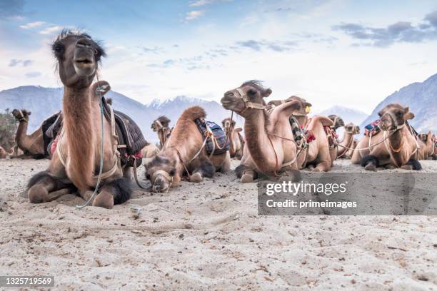 group of camels lay down on snowcapped at nubra valley on the sunrise , leh city, north india - sahara　sunrise stock pictures, royalty-free photos & images