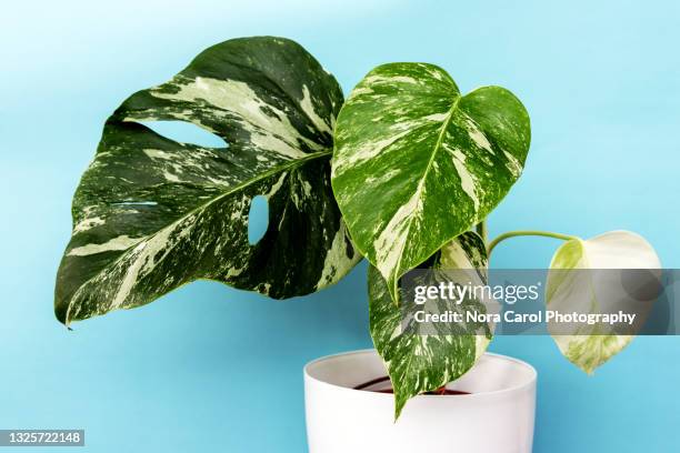 monstera deliciosa albo borsigiana variegated - monstera imagens e fotografias de stock